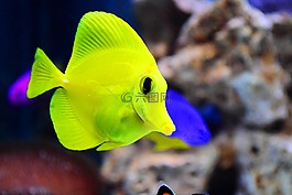 唐,嬰兒,水族館