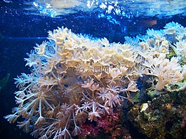 软珊瑚,水族馆,挥舞的手