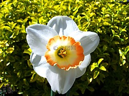 喇叭花,春天的花朵,白