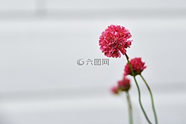 花,植物區(qū)系,自然