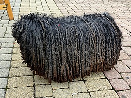 狗,拉斯特法理派辫子,长毛