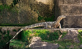 蜥蜴,爬行動物,野生動物