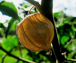 獼猴桃,開普,棕色