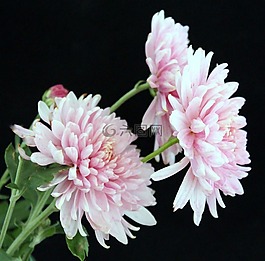 阿斯特,黑色背景,花