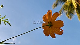 花,天空,蓝色的天空