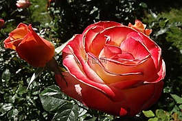 玫瑰,紅色,花