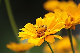 花,開花,黃色