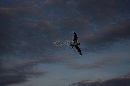云,黃昏,鷗