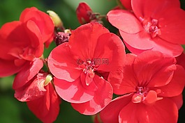 天竺葵,紅色,開花