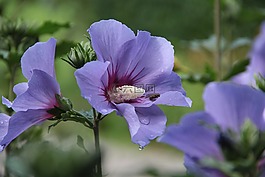 錦葵,開花,紫