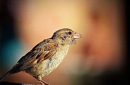 鳥,野生動物,自然