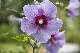 錦葵,開(kāi)花,紫