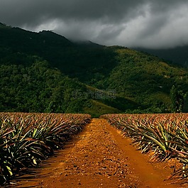通路,玉米田,山