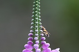 開(kāi)花,花,紫