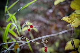 漿果,秋季,科
