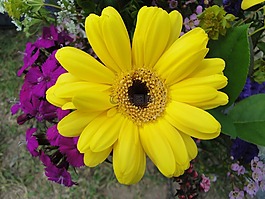 黃色,花,開花