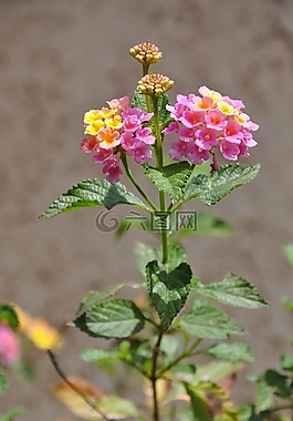 馬纓丹,鮮花,粉紅色