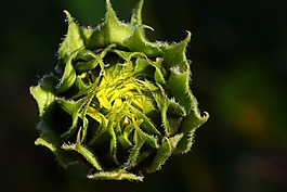 太陽(yáng)花,露水,morgentau