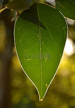性質(zhì),葉,樹