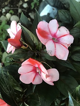 花,春,夏天