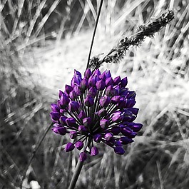 自然,植物區(qū)系,花