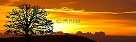 日出,樹,自然