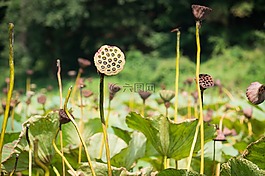 蓮花,干,花園