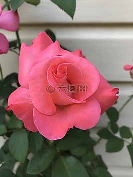 玫瑰,春,夏天