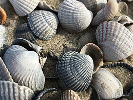 貽貝,海,海灘