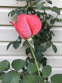 玫瑰,春,夏天