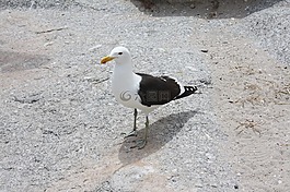 南非,鳥,海鷗