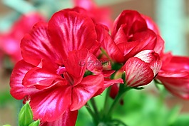 天竺葵,花,開花