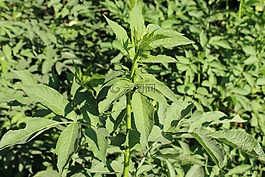 接骨木,植物,性質