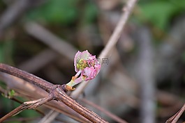 粉紅色,芽,花