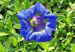 龍膽,藍色,花萼