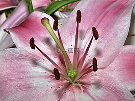 花序,鮮花,光明