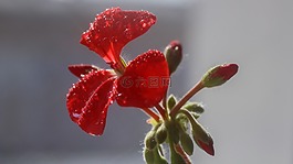 天竺葵,紅色,鮮花