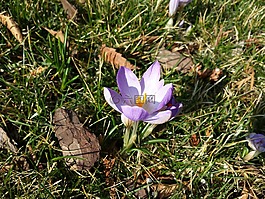krokus,春,鲜花