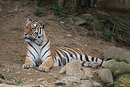 虎,老虎,漢城動物園的