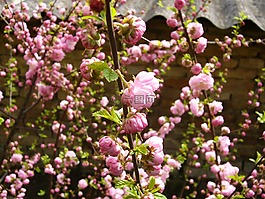 花卉,花園,春天