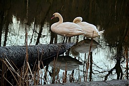 天鵝,鳥,野生鳥類