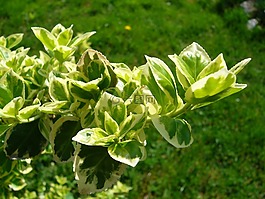 花園,植物,綠色