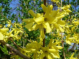 花卉,黃色,花園
