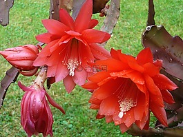 紅色,花卉,花園