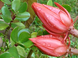 紅色,花卉,花園