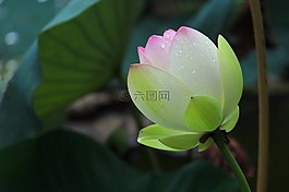 綻放,雨后,荷花