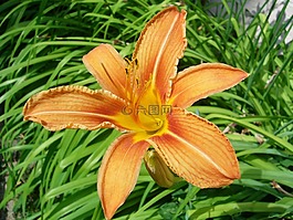 花卉,橙色,花園