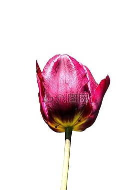 郁金香,花,春