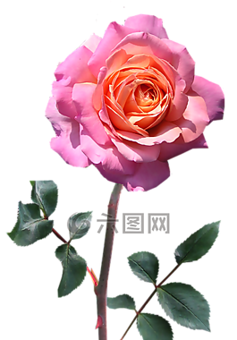 玫瑰,干,粉紅色