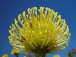 黄金山龙眼,花,普罗蒂